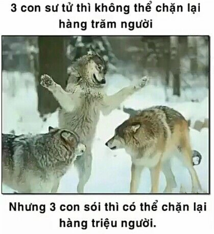 Ảnh chế meme chó sói