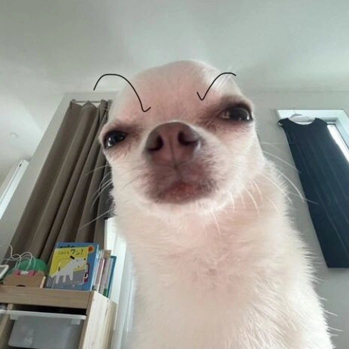 Ảnh chó Phốc meme bá đạo