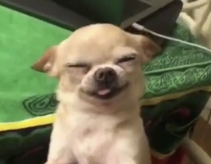 Ảnh chó Phốc meme buồn cười
