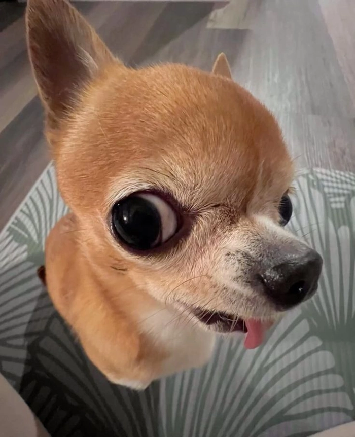 Ảnh chó Phốc meme chất