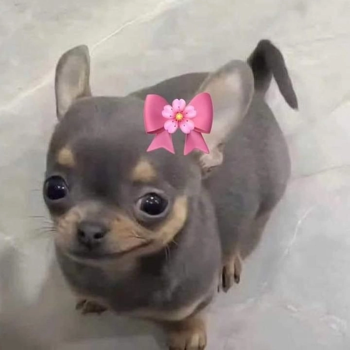 Ảnh chó Phốc meme cười xỉu