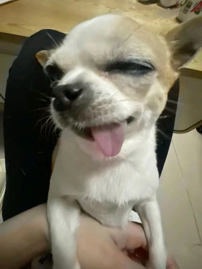 Ảnh chó Phốc meme dễ thương