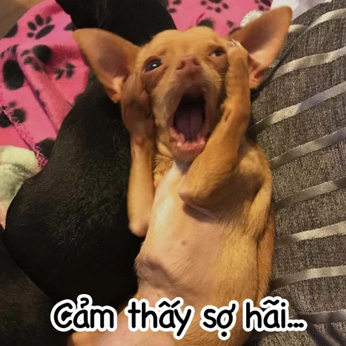 Ảnh chó Phốc meme hài
