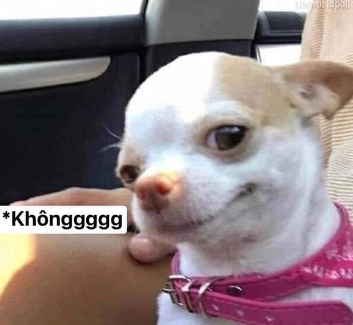 Ảnh chó Phốc meme hot nhất