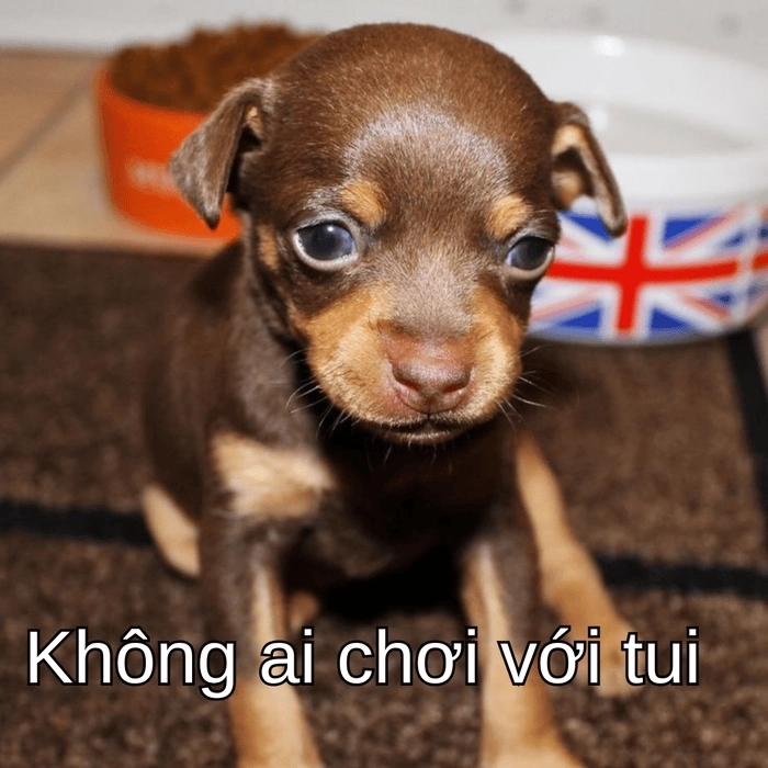 Ảnh chó Phốc meme lầy