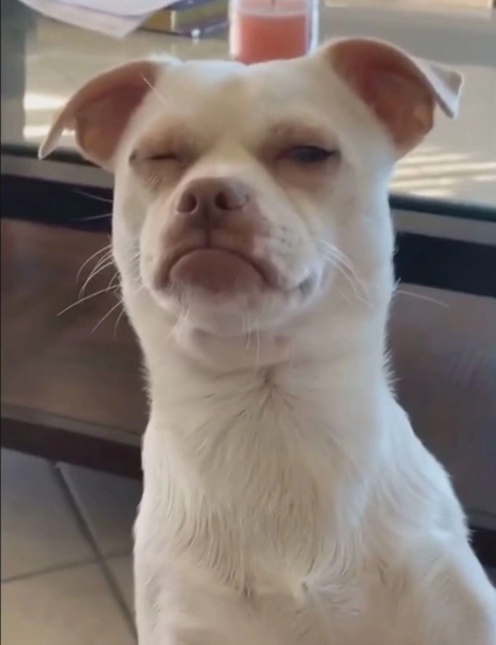 Ảnh chó Phốc meme ngộ nghĩnh