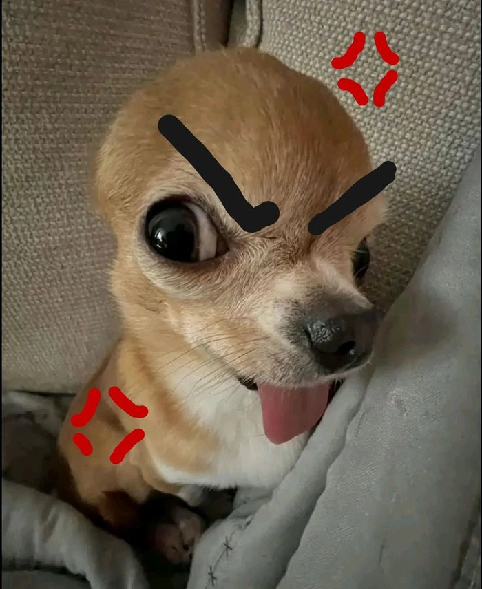 Ảnh chó Phốc meme troll
