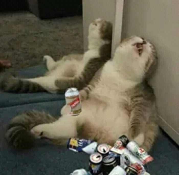 Ảnh chó mèo meme chất lừ