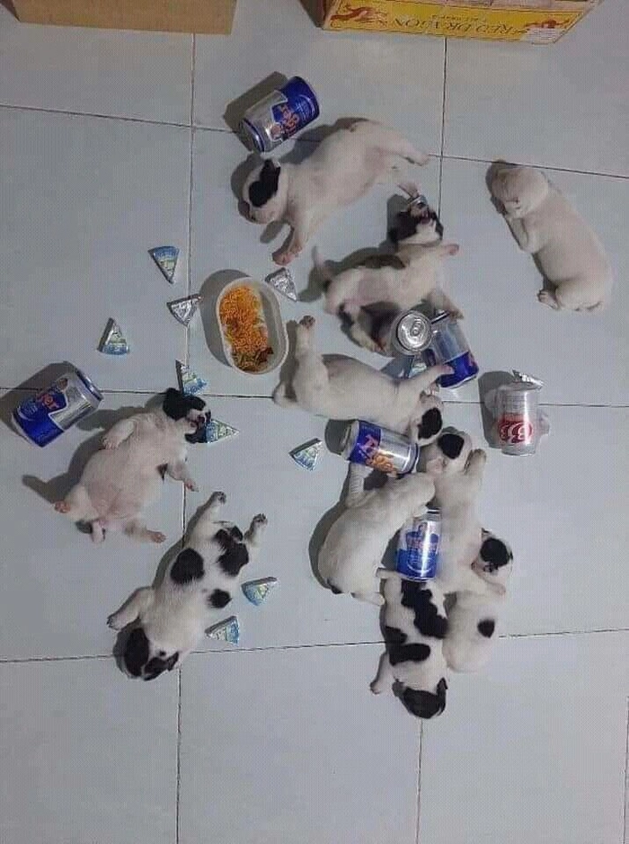Ảnh chó mèo meme chế vui