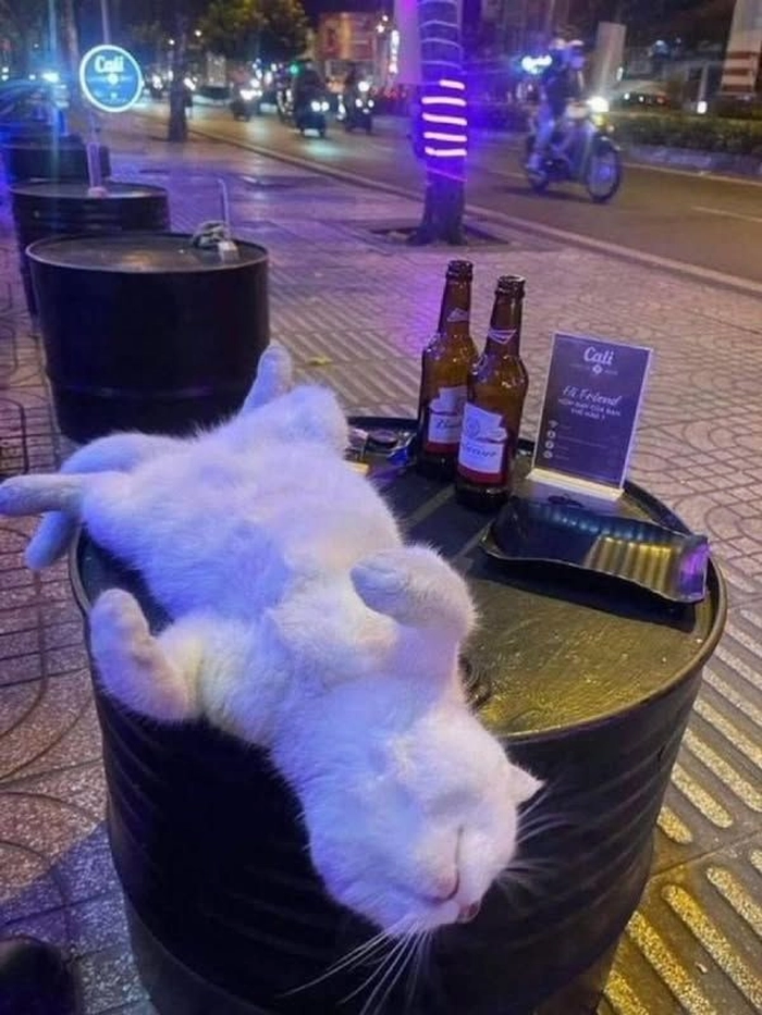 Ảnh chó mèo meme hài khó đỡ