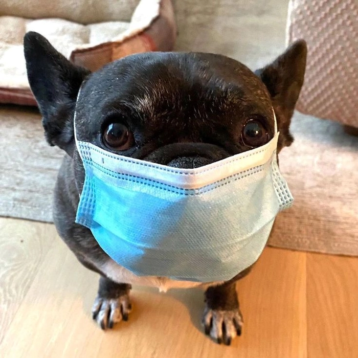 Ảnh con chó đeo khẩu trang meme dễ thương
