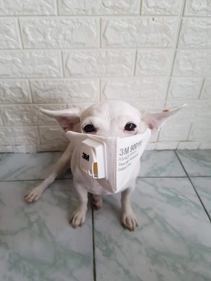 Ảnh con chó đeo khẩu trang meme hài