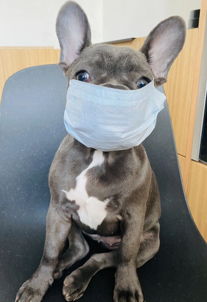 Ảnh con chó đeo khẩu trang meme vui