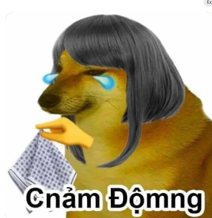 Ảnh meme chó Shiba dễ thương