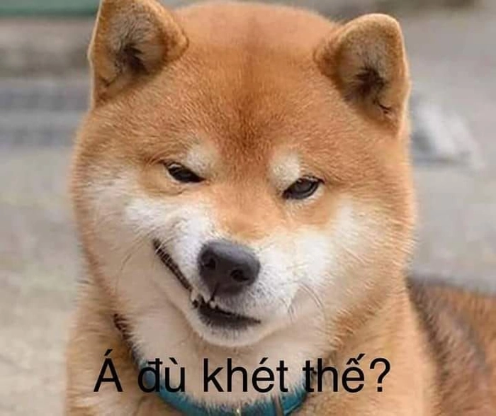 Ảnh meme chó Shiba hài hước