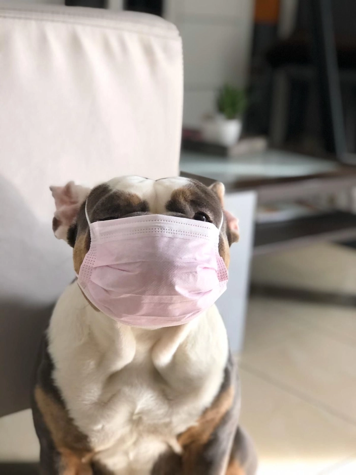 Ảnh meme chó đeo khẩu trang bựa