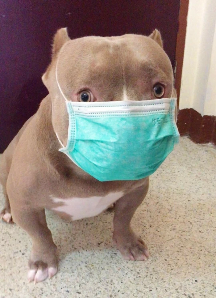 Ảnh meme chó đeo khẩu trang đáng yêu