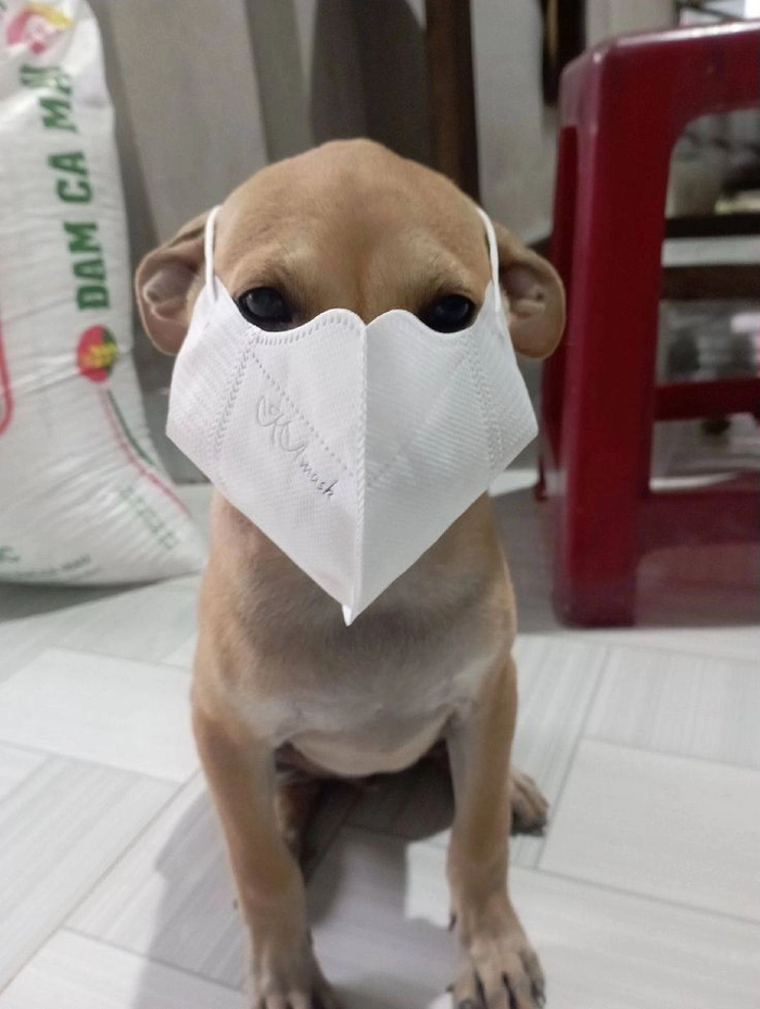 Ảnh meme chó đeo khẩu trang độc đáo