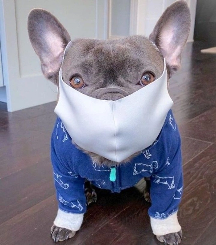 Ảnh meme chó đeo khẩu trang ngộ nghĩnh