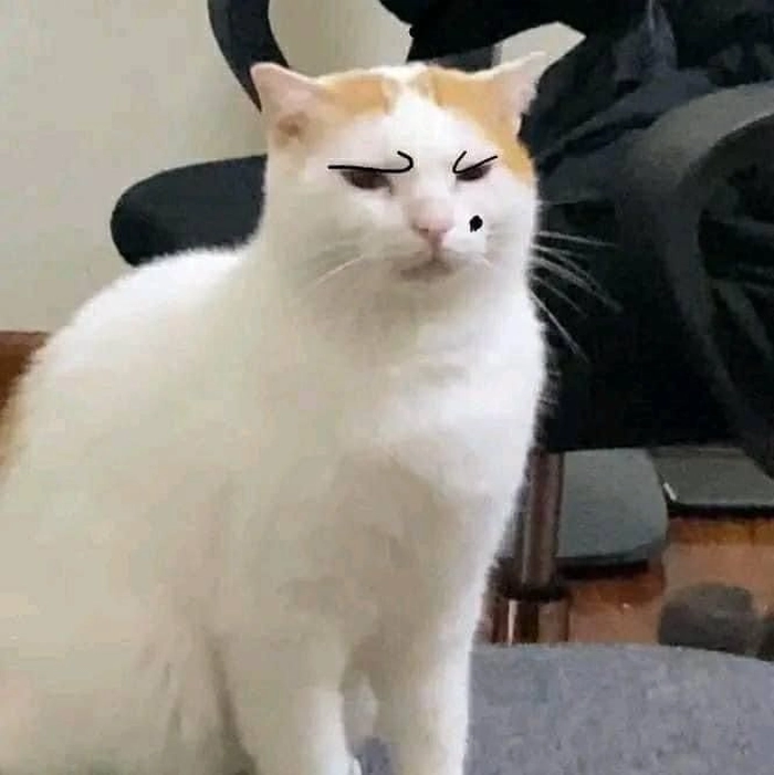 Ảnh meme mèo liếc cực hài