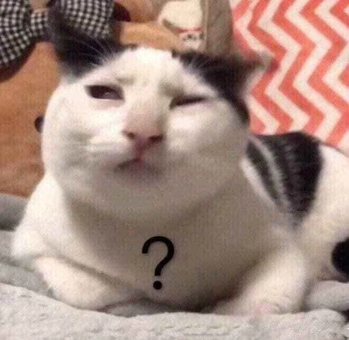 Ảnh meme mèo liếc đáng yêu