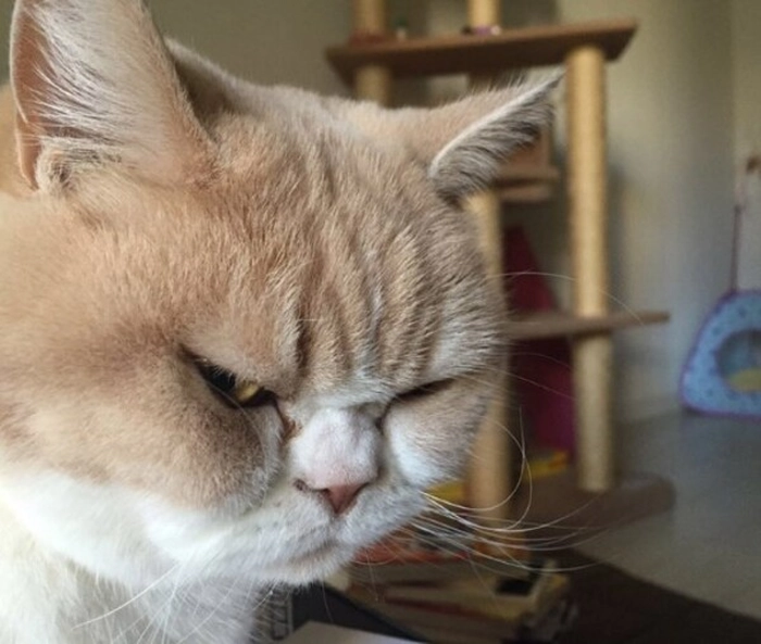 Ảnh meme mèo liếc ngộ nghĩnh