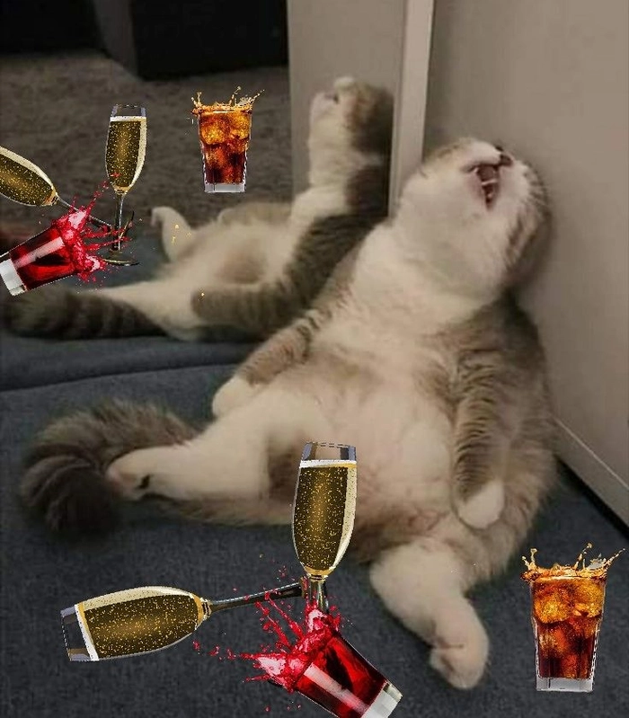 Avatar meme chó mèo hài lầy