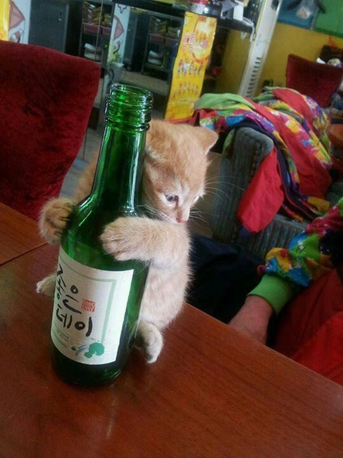 Avt chó mèo meme độc đáo