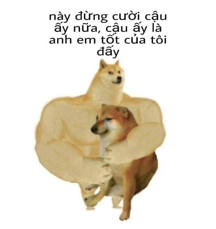 Chó cơ bắp meme bá đạo