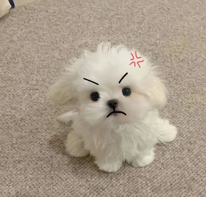 Chó trắng meme chế hài