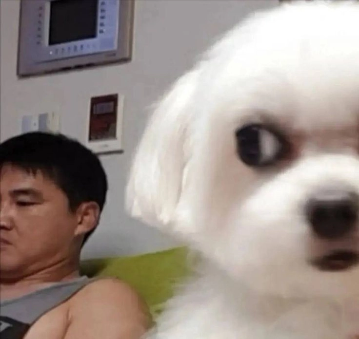 Chó trắng meme đáng yêu