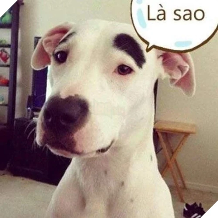 Chó trắng meme troll lầy