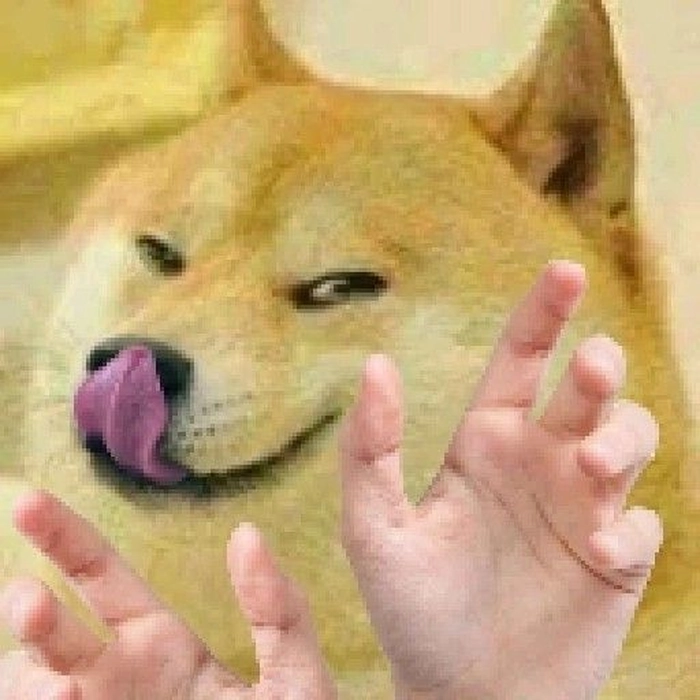 Chú chó Shiba meme vui nhộn