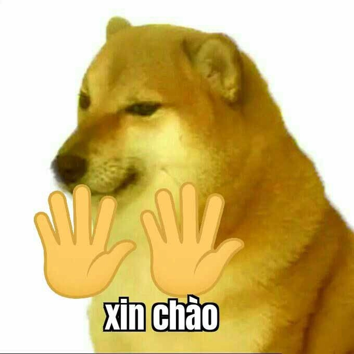 Con chó Shiba meme dễ thương