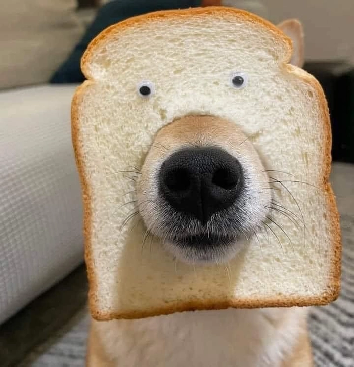 Con chó Shiba meme hài hước