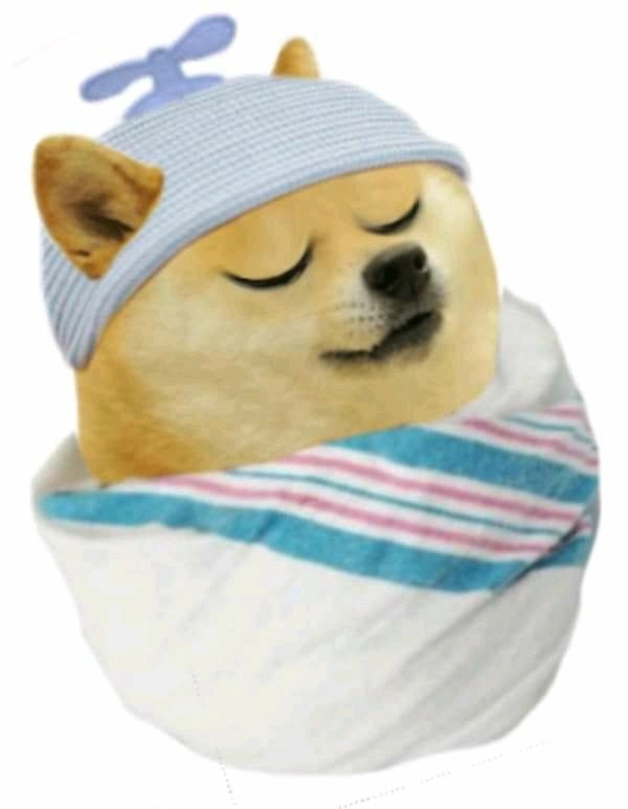 Hình meme chó Shiba đáng yêu