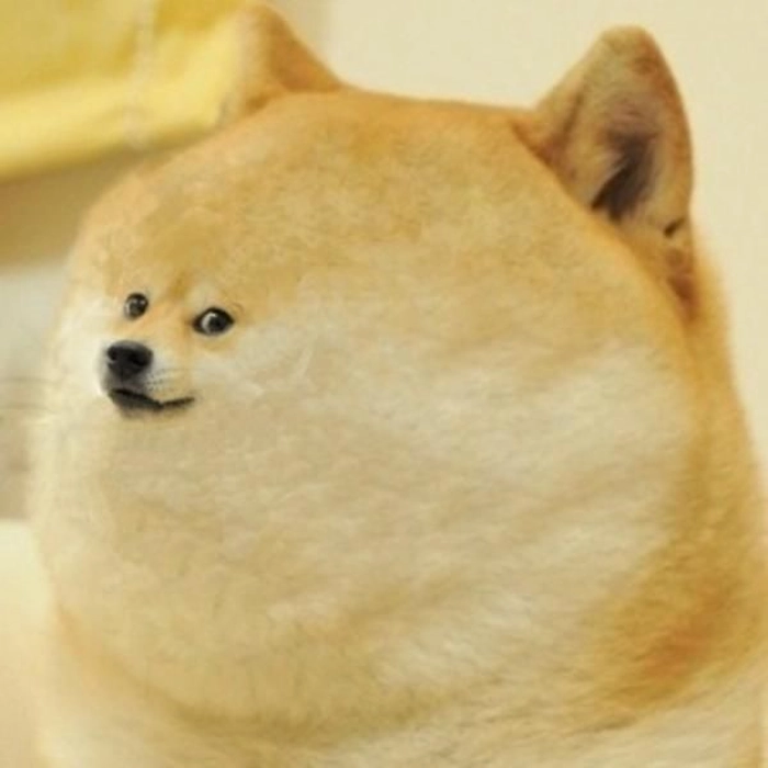 Hình meme chó Shiba độc đáo
