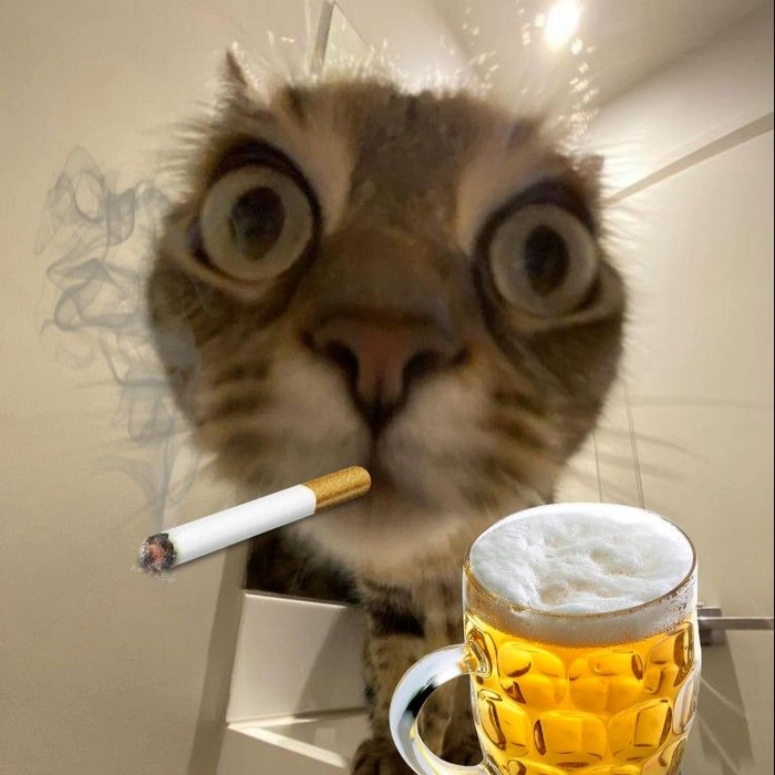 Hình nền chó mèo meme ngộ nghĩnh