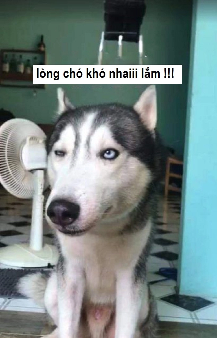 Lòng chó khó nhai lòng người khó đoán meme hài