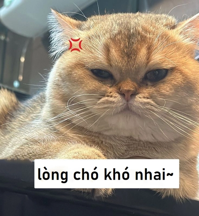 Lòng chó khó nhai lòng người khó đoán meme vui