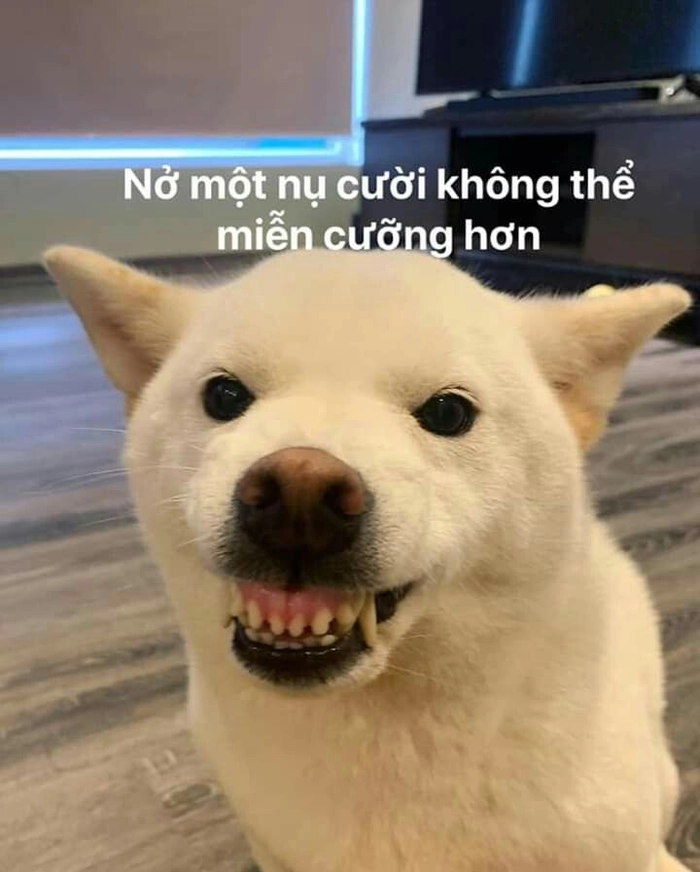 Meme 3 con chó trắng hài hước