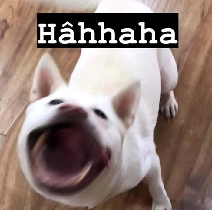 Meme 3 con chó trắng hài lầy