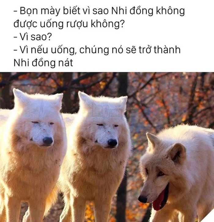 Meme 3 con sói cười khó đỡ