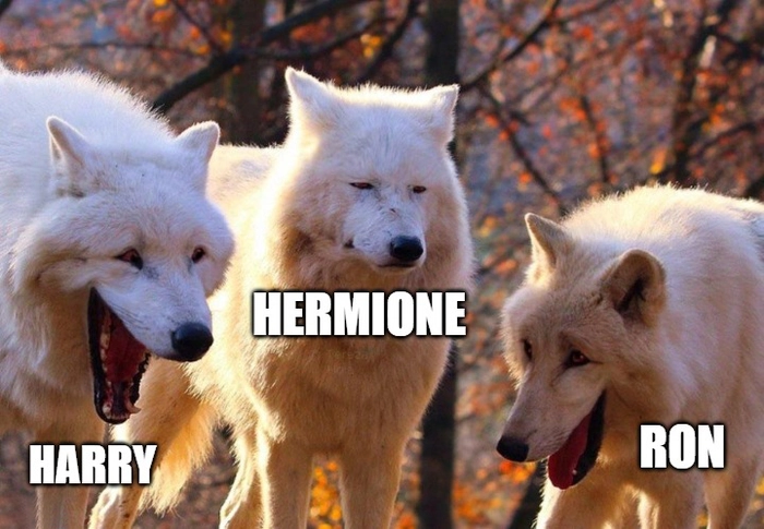Meme 3 con sói hài bá đạo