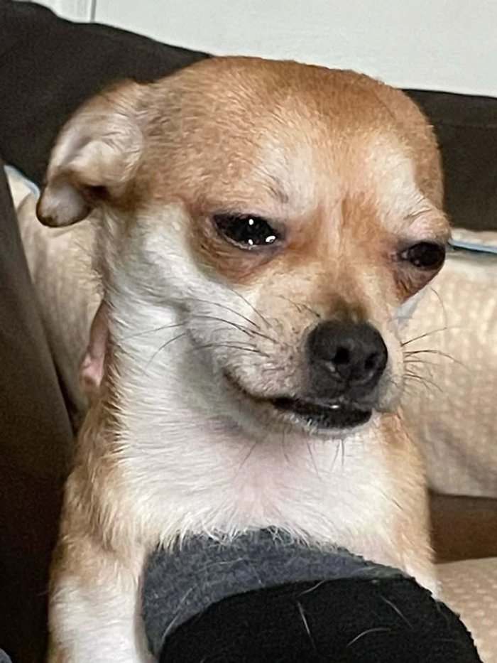 Meme chó Phốc chất chơi