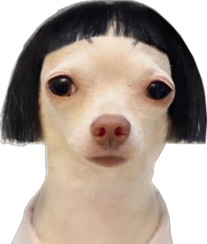 Meme chó Phốc cute hài