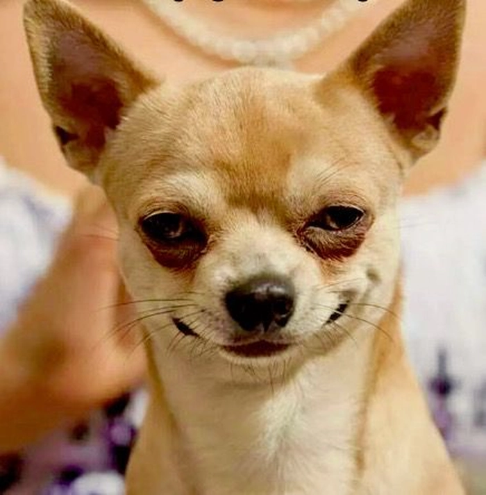 Meme chó Phốc hài hước