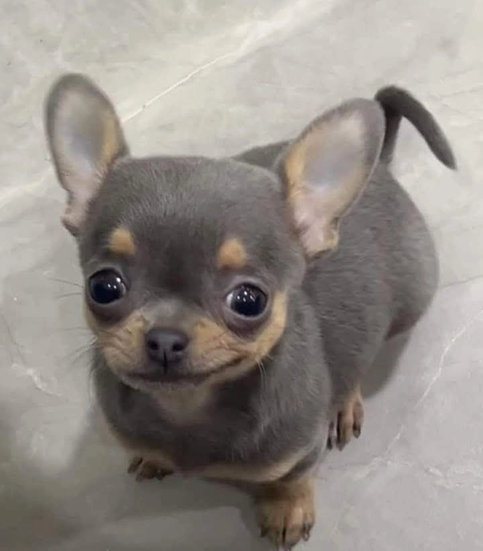 Meme chó Phốc lầy lội