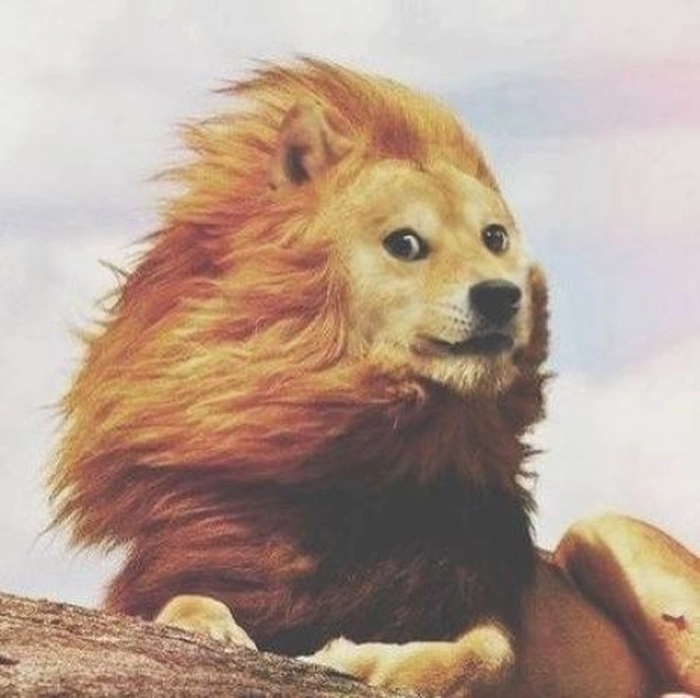 Meme chó Shiba cười đáng yêu