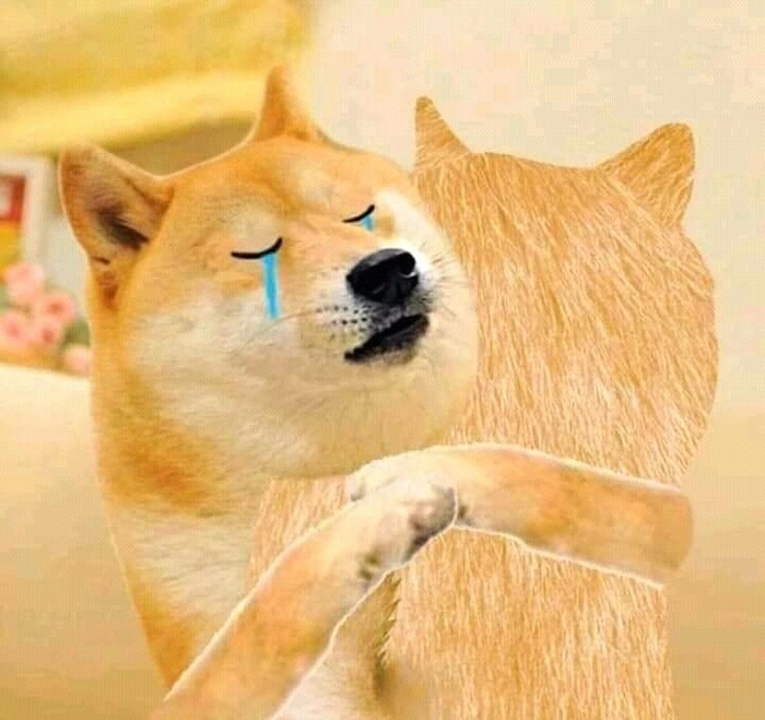 Meme chó Shiba cười hài hước